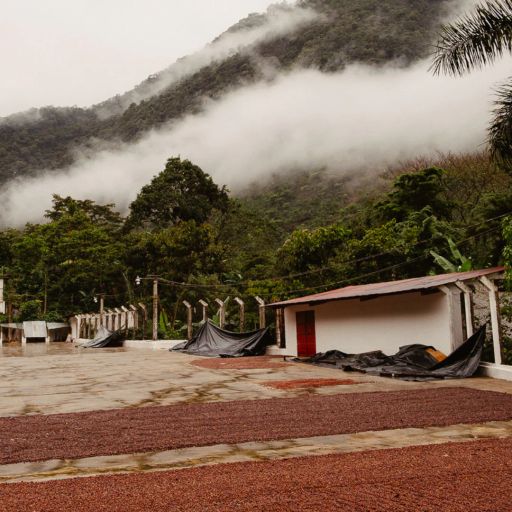 Guatemala - Finca La Bolsa - La Danta