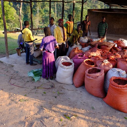 Uraga - Carbonic Maceration - Natural - Ethiopia - 2023