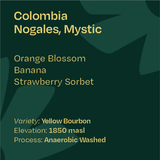 Colombia Nogales Yellow Bourbon