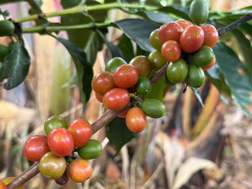 Pink Bourbon, Colombia