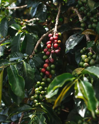 Colombia Williar Joven Pink Bourbon