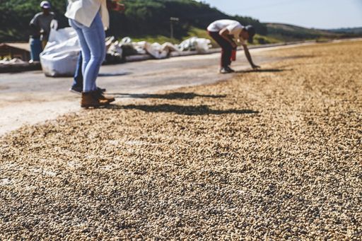 Brazylia Otavio Reis