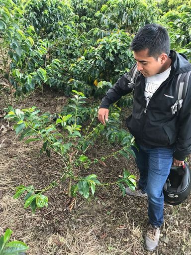 Finca La Indonesia Washed Pink Bourbon