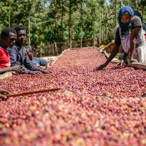 Ethiopia - Sidamo - Pichi Soffa