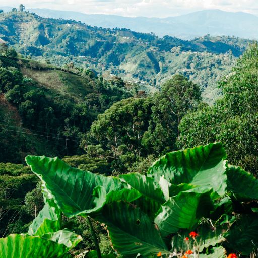 Passion Fruit & Pineapple El Diviso Competition Bomb