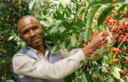 Alemayehu Daniel Miju