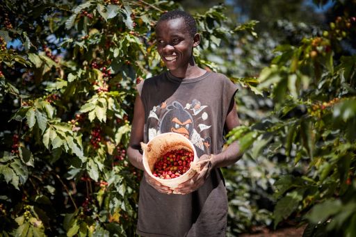 Kenya Thiririka Ndundu AA