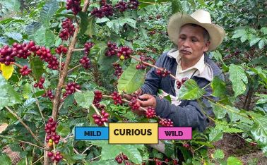 GUATEMALA | El Morito | Caturra & Catuai | Washed