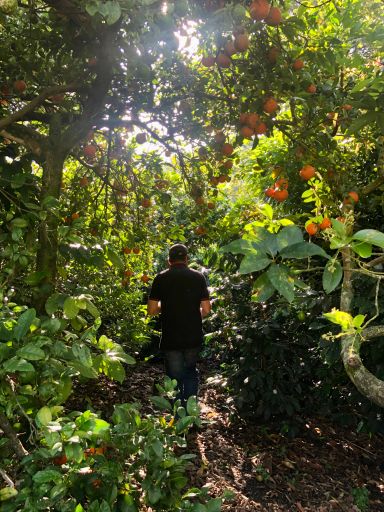 Colombia Guayaba Natural