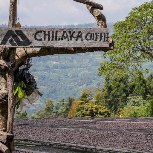 Ethiopia - Alo Coffee - Chilaka Village by Tamiru Tadesse - Pulp Natural