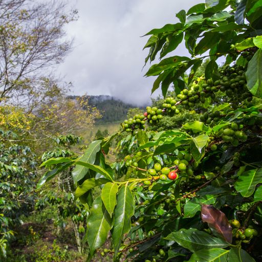 Bravura Organic Decaf