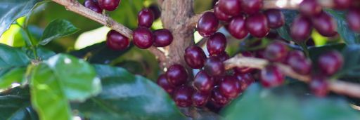 #5 Champion Coffee Costa Rica, Anaerobe processed SL 28