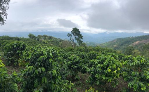 Colombia Encanto Gesha Washed