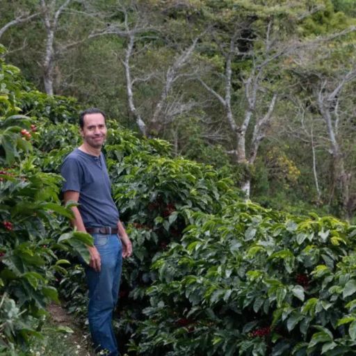 Costa Rica - Cedral Alto - Honey Catuai