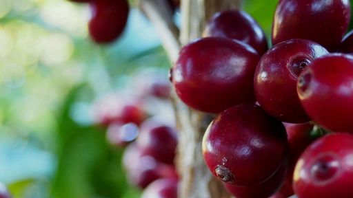 Kenya Nyeri Thuti AA