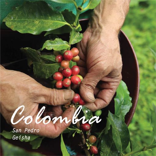 Colombia Tolima San Pedro Auction Lot Geisha Natural