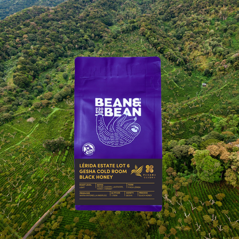 Panama Lérida Estate Lot 6 Gesha Cold Room Black Honey