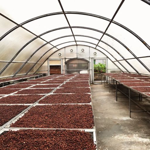 Nicaragua - Finca Dios Todo Poderoso - Maracaturra