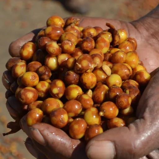 Brazil Fazenda Guariroba CMH