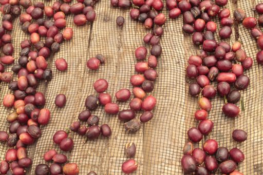 Sumatra Sesongot Winey Process