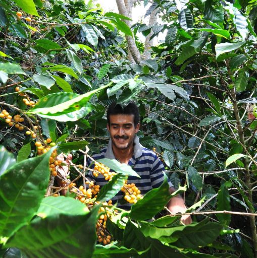 Honduras — Nahun Fernandez — Yellow Catuai — Washed