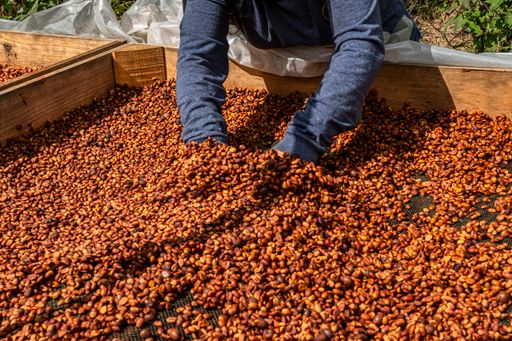 Mexikó kaffi - Beneficio Comunitario San Pedro - Typica, Bourbon, Caturra - honey unnið