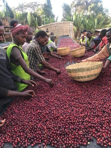 Ethiopia Wuri Station Zero Defect Natural