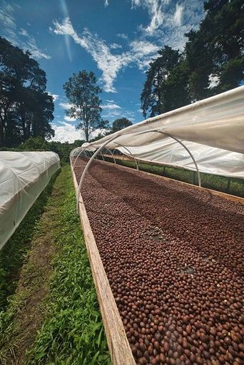 Panama Bonita Springs