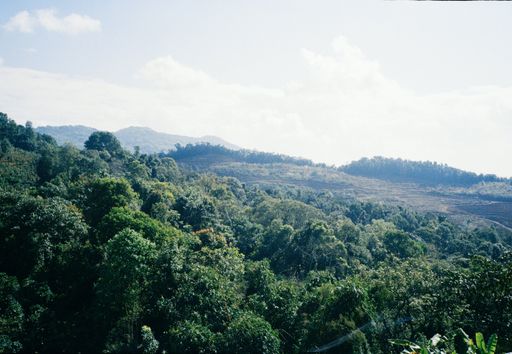 SL34 - Natural - Yunlan Estate