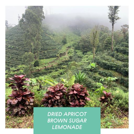 Las Delicias, Washed Java