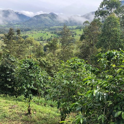 Panama Kalithea Geisha