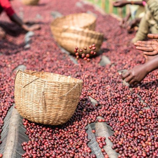 Äthiopien | Adado Espresso