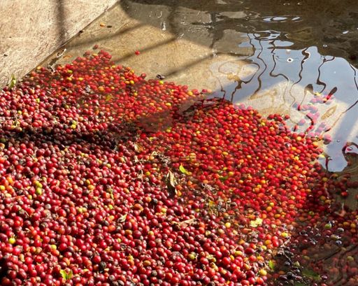 Colombia | Villamaria Washed EA Sugarcane