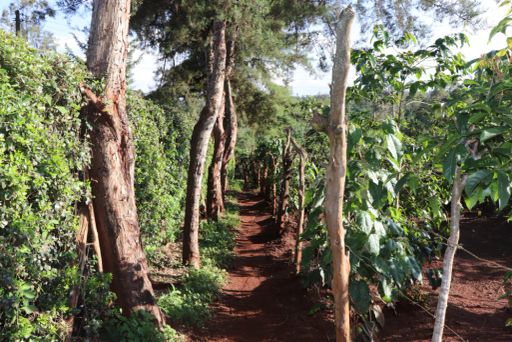 Kenya Karinga AB Washed