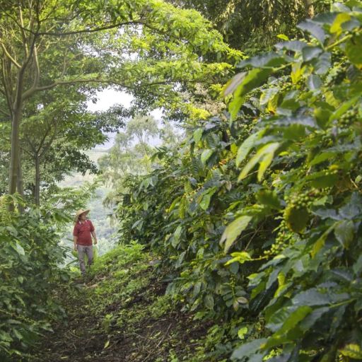 Peru - Finca Lorifunde - SL 9