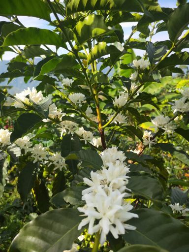 Colombia Luz Angela Rojas Chiroso