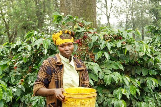 Tanzania Ngorongoro Finagro Plantations Gaia Estate Citric Acid - Espresso Roast