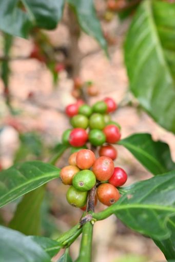 Jenner Cotuc - Guatemala