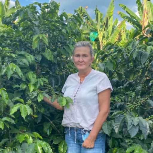 Colombia - Luz Helena Salazar - Fresas Lot