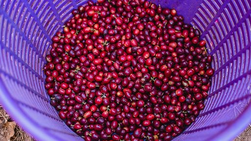 Brazylia Santuario Sul