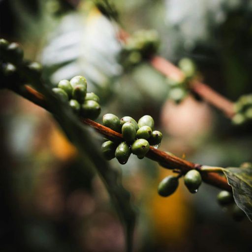 Wilder Lazo Sidra White Honey