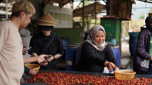 Indonesia Java Halu Kopi Luwak