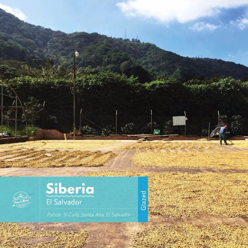 El Salvador Siberia Red Bourbon Glazed Filter