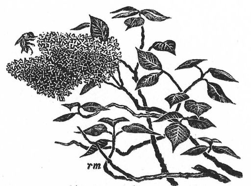 All Steady Espresso Blend