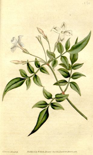 Peru El Morito Geisha