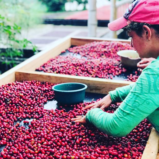 Colombia El Placer Pink Bourbon LV