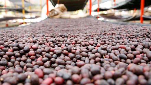 Driftaway Limited x Luis Alberto Baladerez: Natural Process