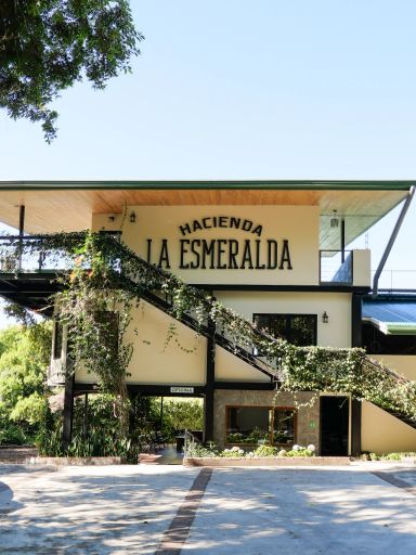 Esmeralda Mario Arriba 4BANC - Special Lot Geisha Cold Room Dried