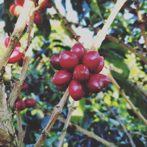 Colombia Granja Paraíso-92 Papayo Kōji