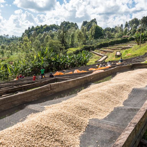 Kenya - New Gikaru FCS Ichamara AA